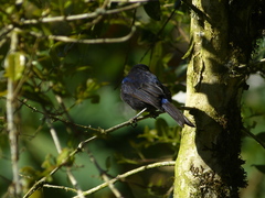 Conirostrum albifrons