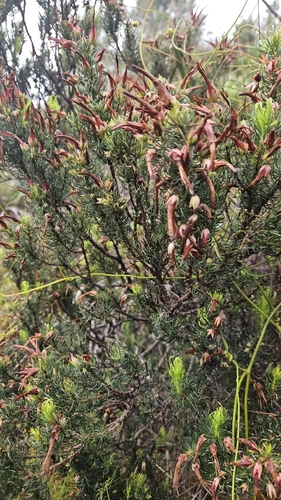 Erica plukenetii, 2026-10-18