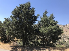 Cupressus nevadensis