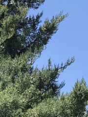 Cupressus nevadensis