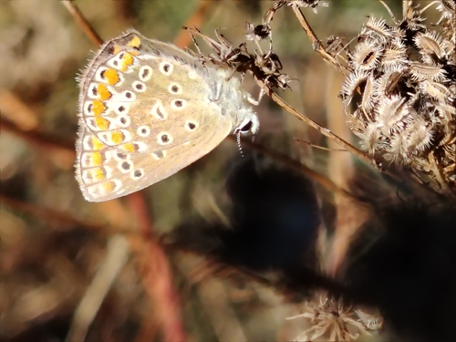 Common Blue