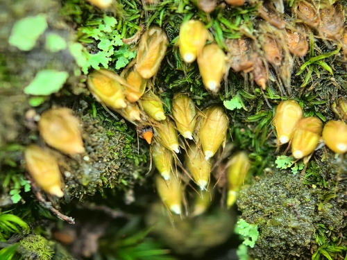 Diphyscium foliosum observed 2026-10-17