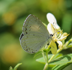 Celastrina neglectamajor