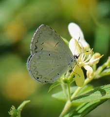 Celastrina neglectamajor