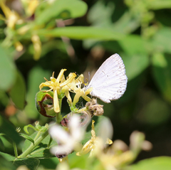 Celastrina neglectamajor
