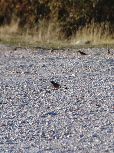 Common Chaffinch