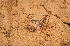 Rhaphidophoroidea