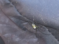 Leucauge argyra