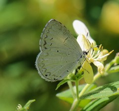 Celastrina neglectamajor
