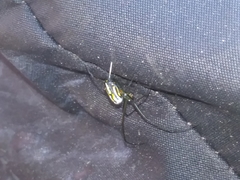 Leucauge argyra