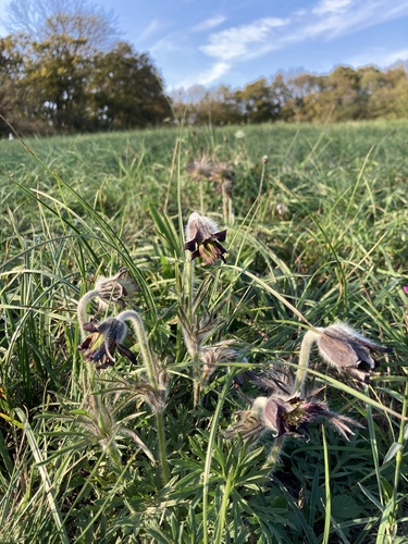 Meadow Pasqueflower