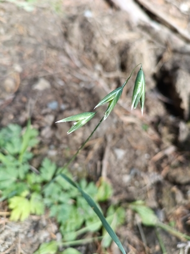 Avena sativa observed 2026-10-17