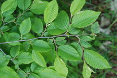 Ostrya carpinifolia