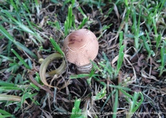 Macrolepiota colombiana