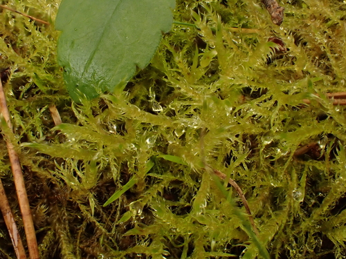 Drepanocladus aduncus observed 2026-10-18