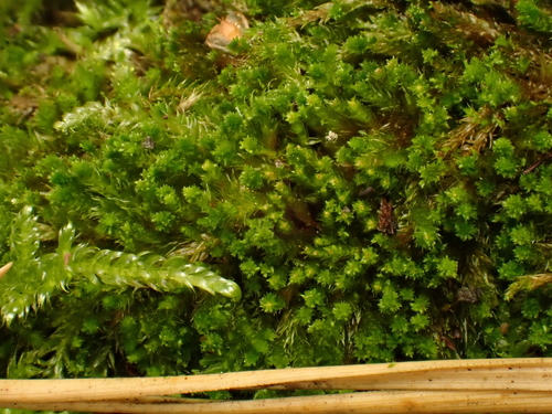 Platygyrium repens observed 2026-10-18