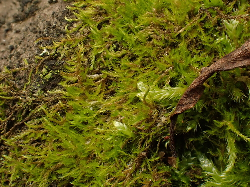 Amblystegium serpens observed 2026-10-18
