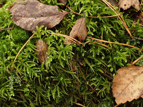 Eurhynchium angustirete observed 2026-10-18