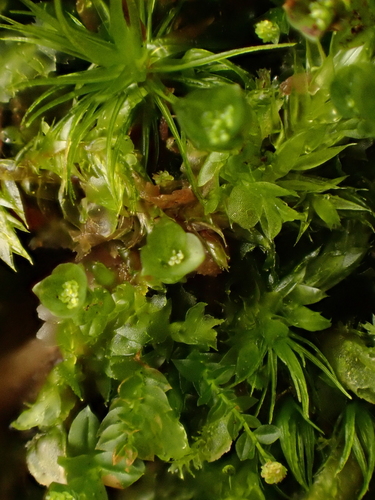 Tetraphis pellucida observed 2026-10-18