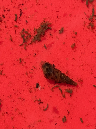 Melanoides tuberculata observed 2026-10-18