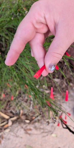 Russelia equisetiformis observed 2026-10-18