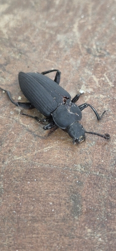 Giant Mealworm Beetle