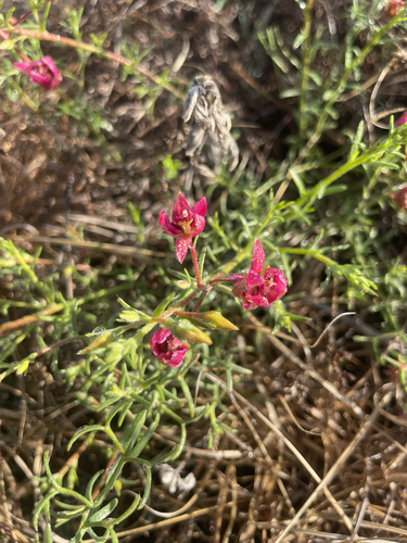 Krameria secundiflora, 2026-10-18