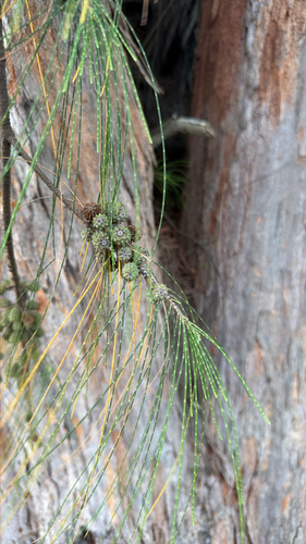 Casuarina equisetifolia observed 2026-10-16
