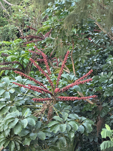 Schefflera, 2026-10-16