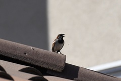 Passer domesticus