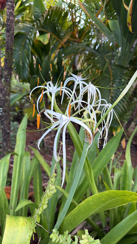 Hymenocallis littoralis observed 2026-10-16