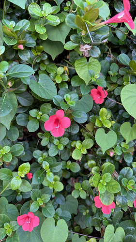Barleria repens observed 2026-10-17