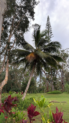 Cocos nucifera observed 2026-10-17