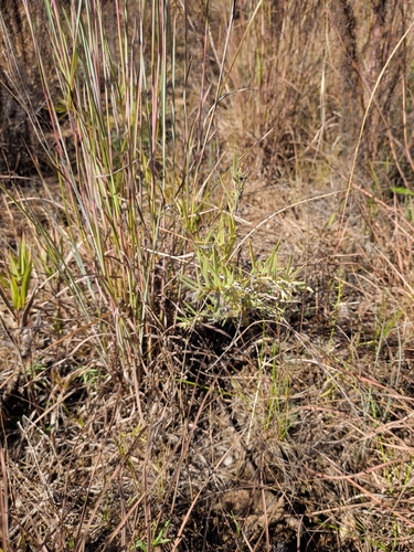 narrowleaf puccoon
