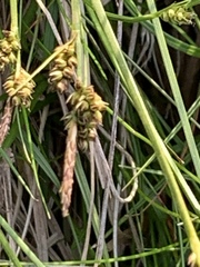Carex panicea