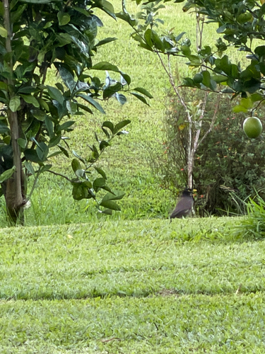 Acridotheres tristis observed 2026-10-17