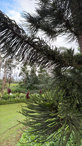 Araucaria columnaris, 2026-10-17