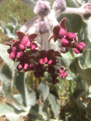 Asclepias californica