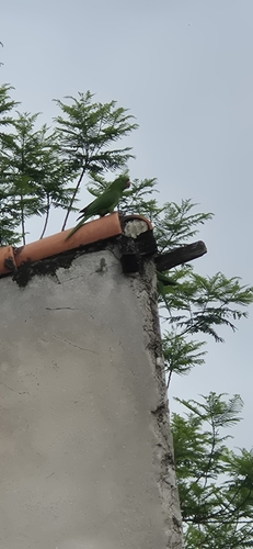 White-eyed Parakeet