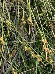 Carex panicea