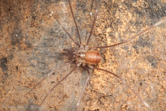 Epedanidae