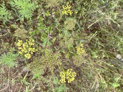 Polytaenia
