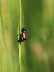 Chasmatopterus