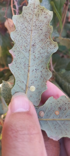 Smooth Spangle Gall Wasp