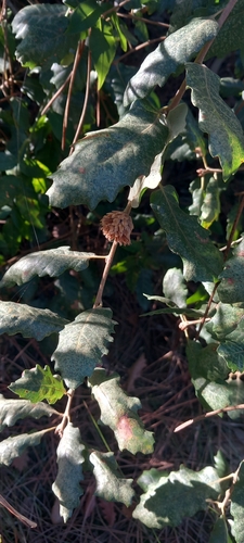 Oak Artichoke Gall Wasp