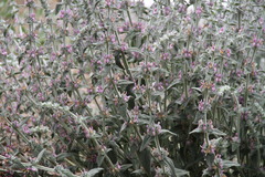 Stachys germanica