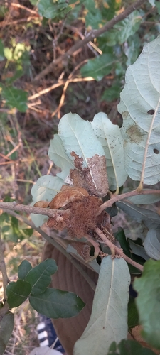 Cotton-wool Gall Wasp