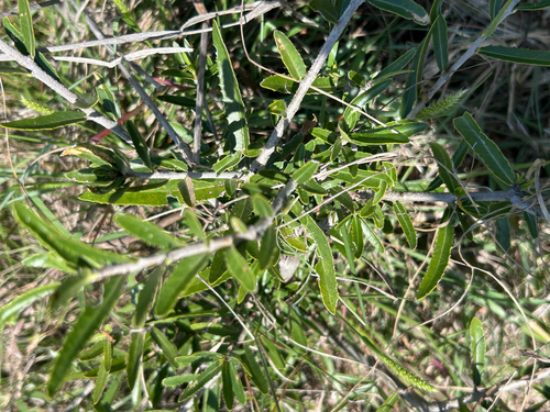Salacia observed 2026-10-15