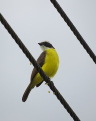 Myiozetetes cayanensis hellmayri