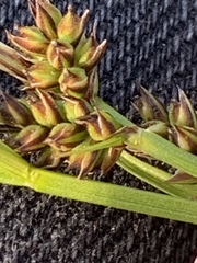 Carex panicea